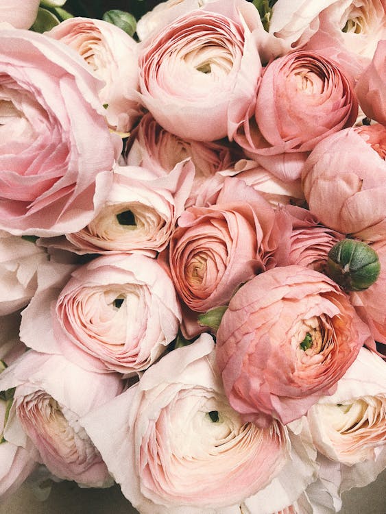 Floral de Minas: Essências Brasileiras para a Alma e as Emoções